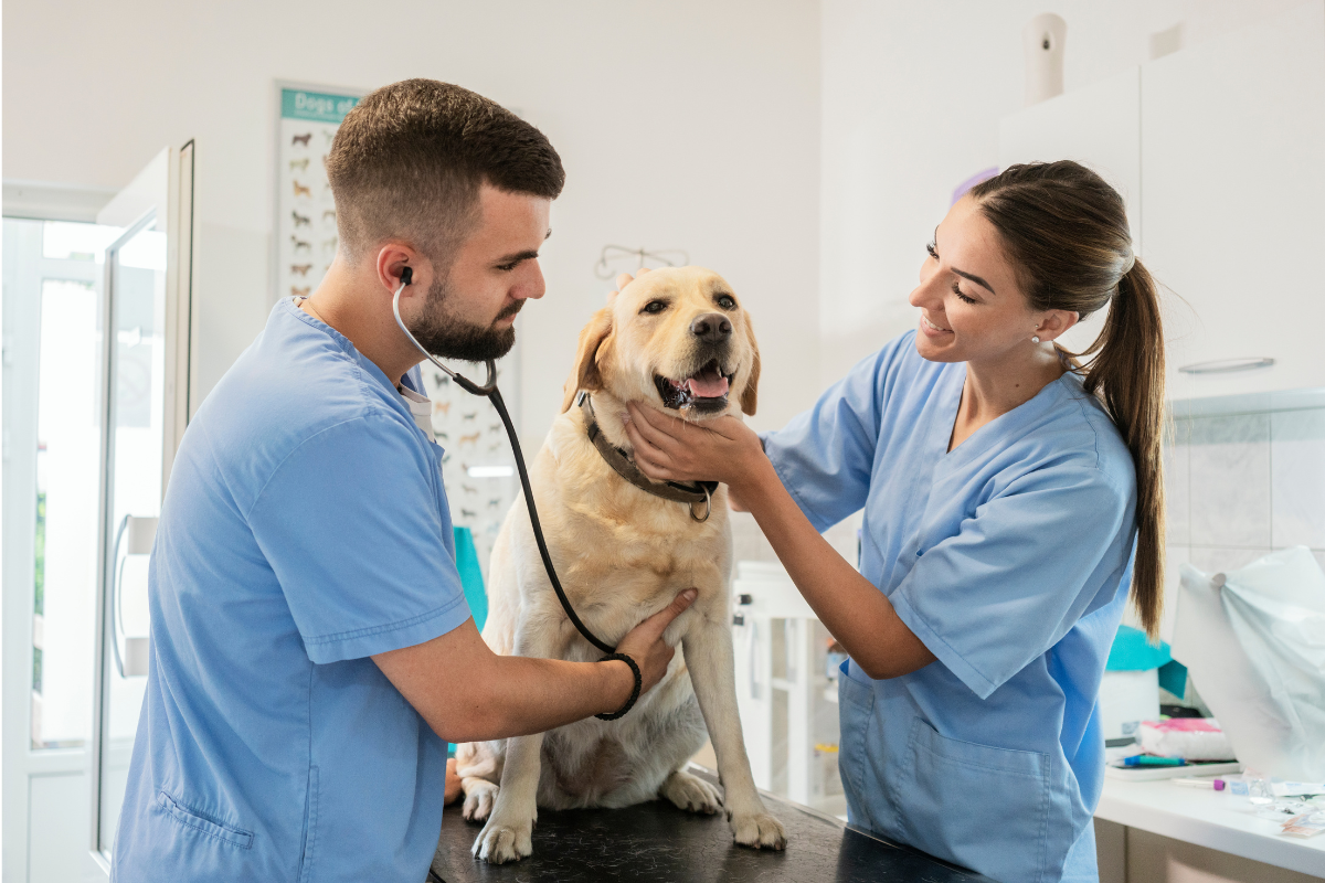 Assurance frais vétérinaire chien