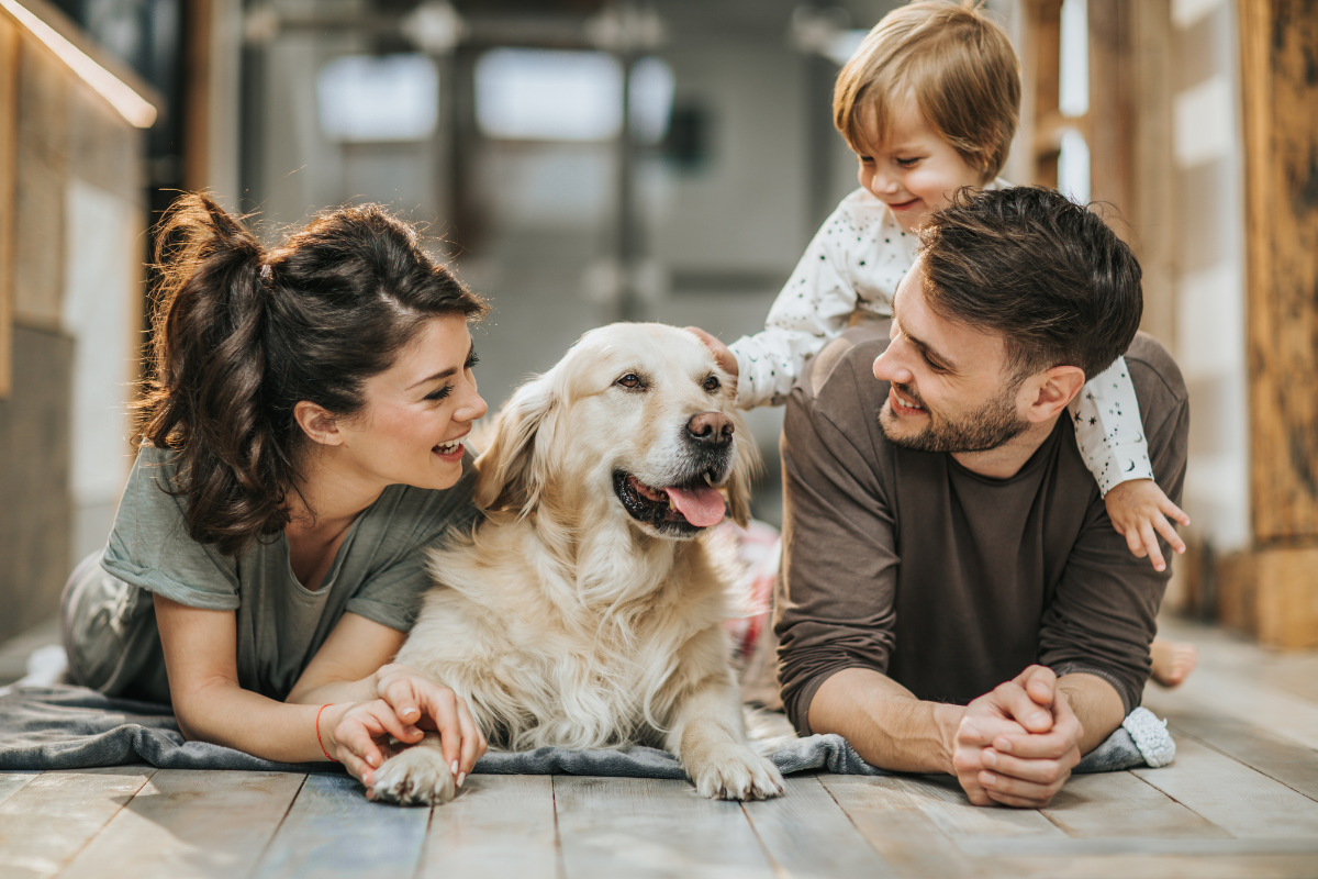 Meilleure assurance pour chien